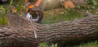 Tree and Shrub Care in Galesburg, IL