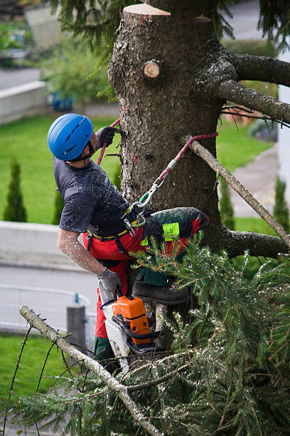 Best Lawn Grading and Leveling  in Galesburg, IL