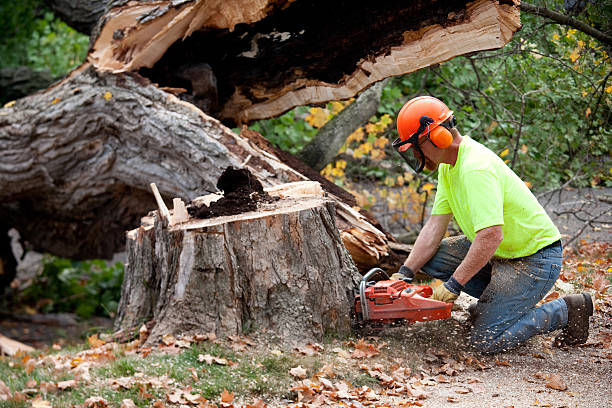 How Our Tree Care Process Works  in  Galesburg, IL